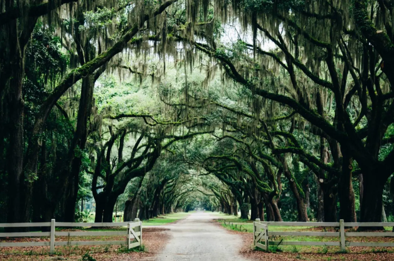 trees arching over gravel path